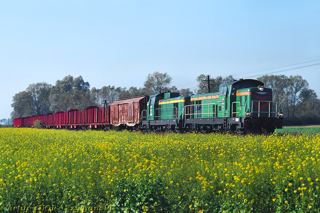 Inwazja stonki rzepakowej