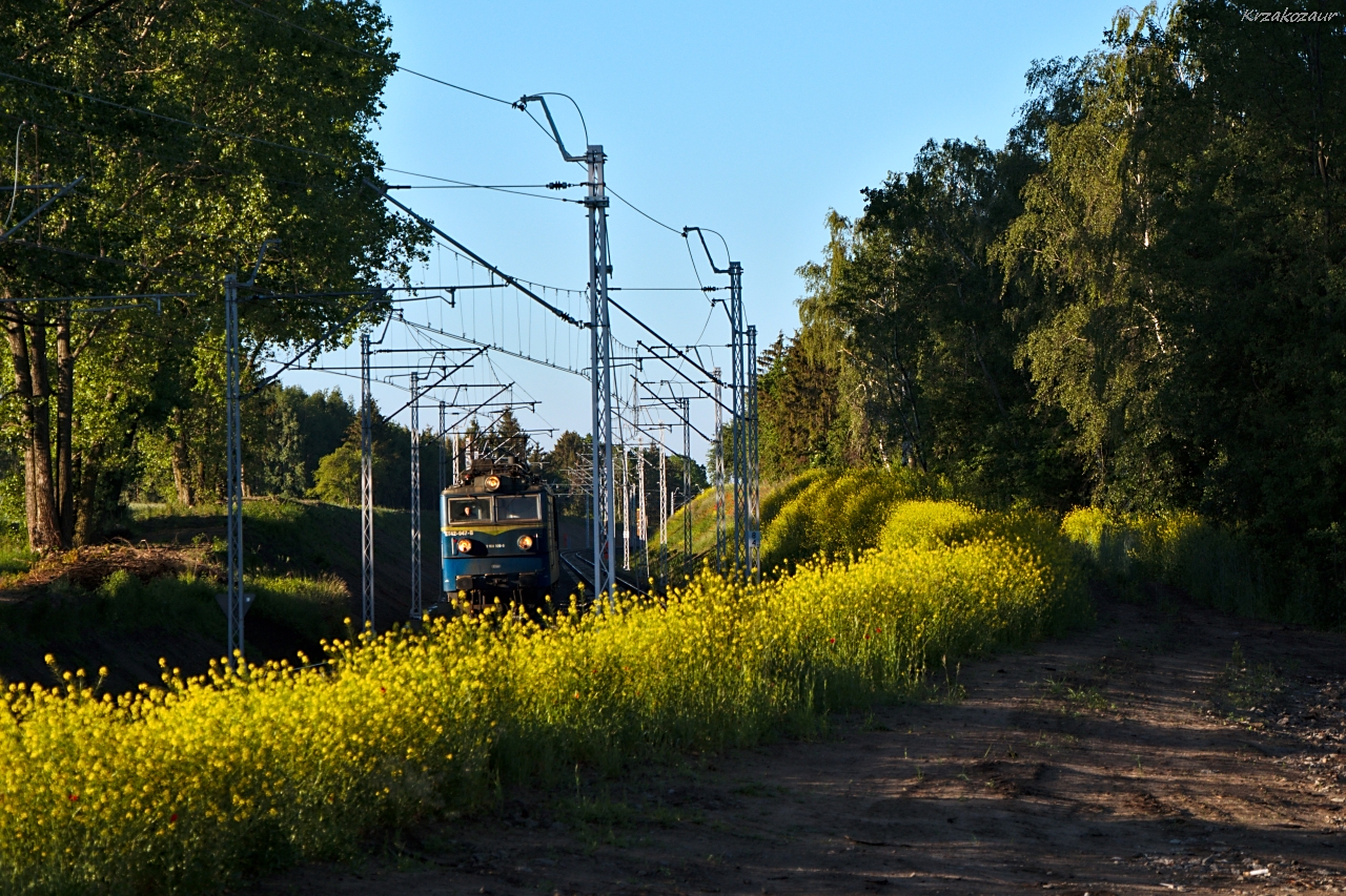 Przywitanie na żółtym dywanie
