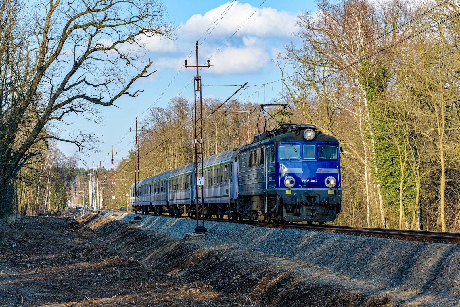 Szyndzielnia w lesie