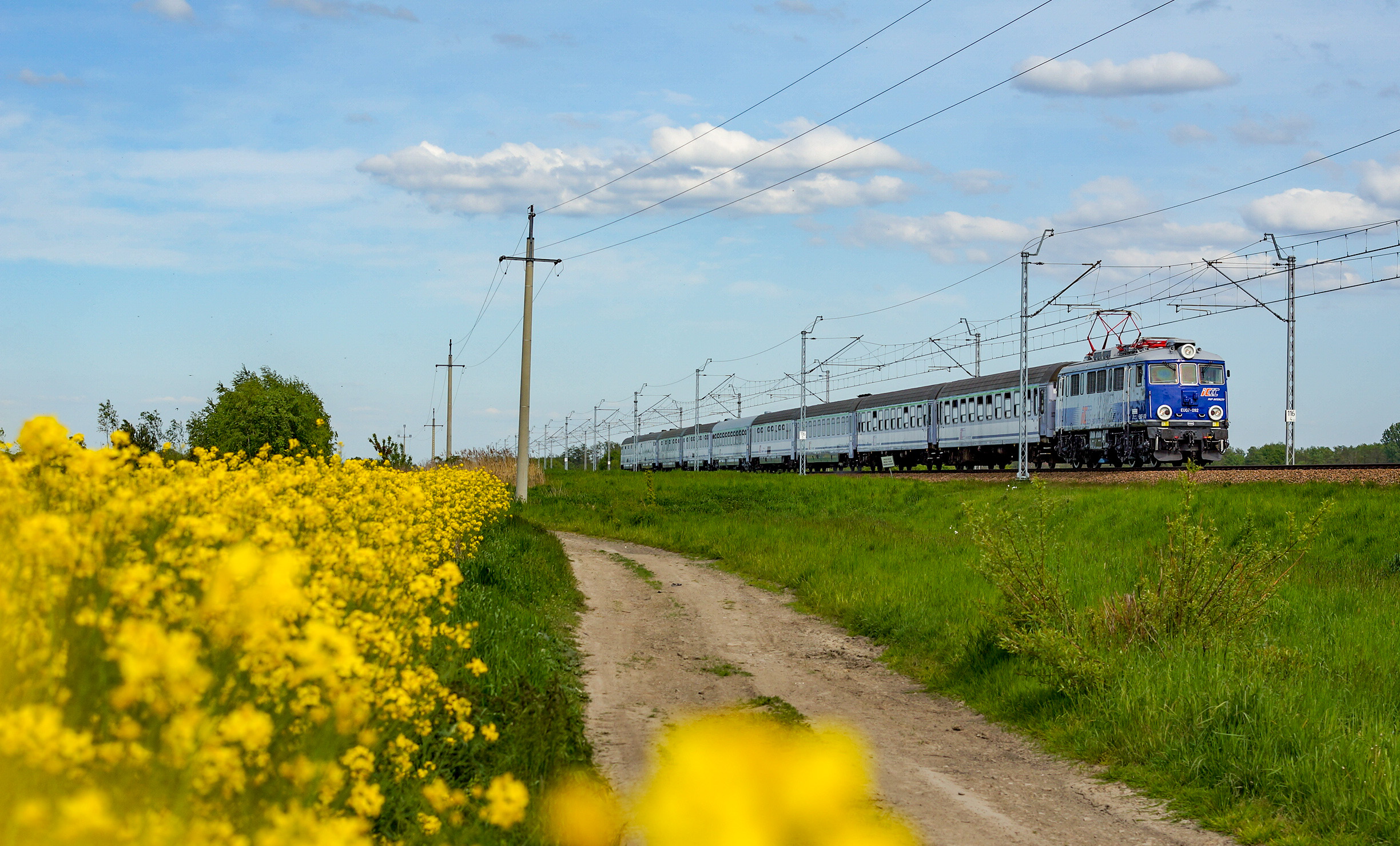 W słonecznym rzepaku