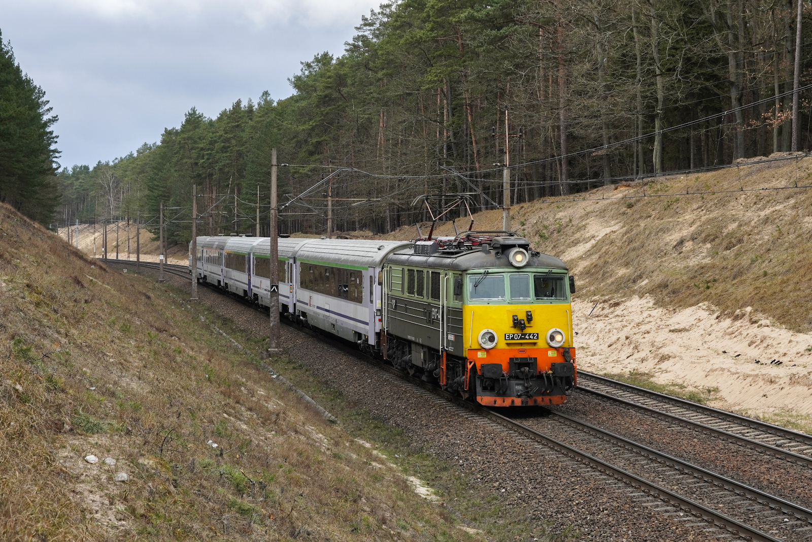 Żółte czoło w wąwozie