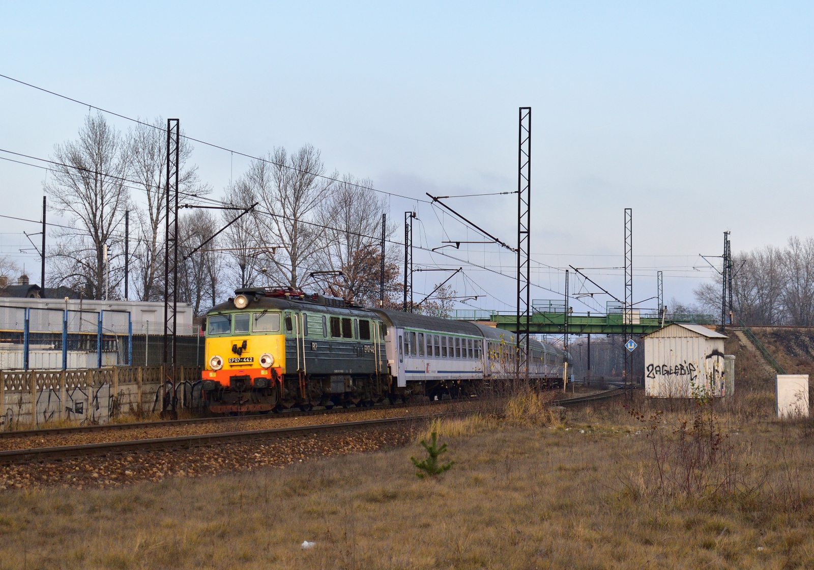 Żółtoczelec z TLKą