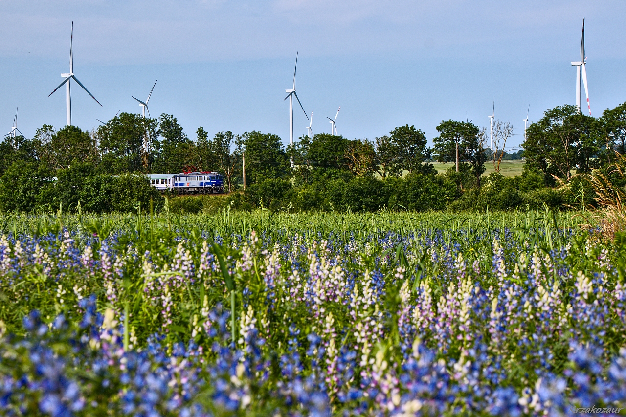 Nowy dywan dla Gryfa