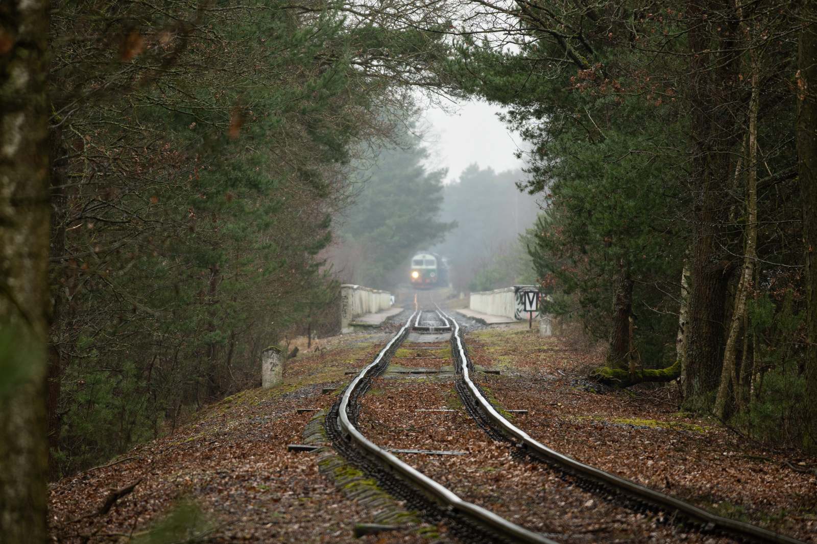W Borach Dolnośląskich