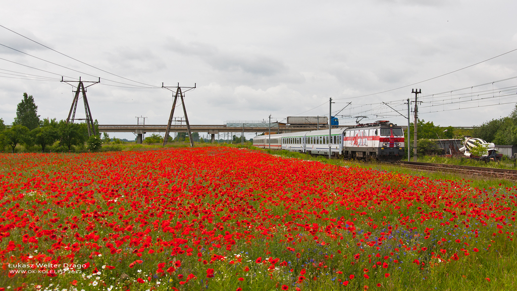 Anglia pośród Polskich Maków