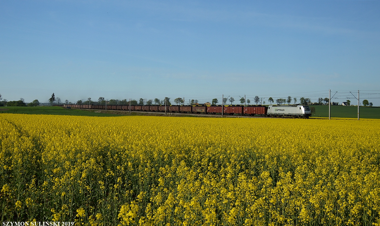 Captrain w rzepaku na szlaku Górki - Subkowy.