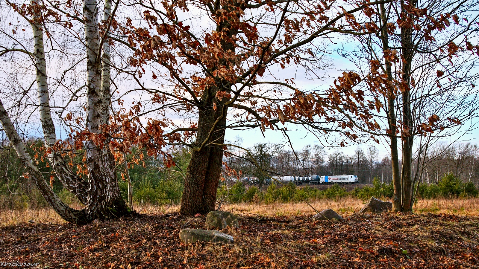 W poszukiwaniu krzaków na eSeŁce