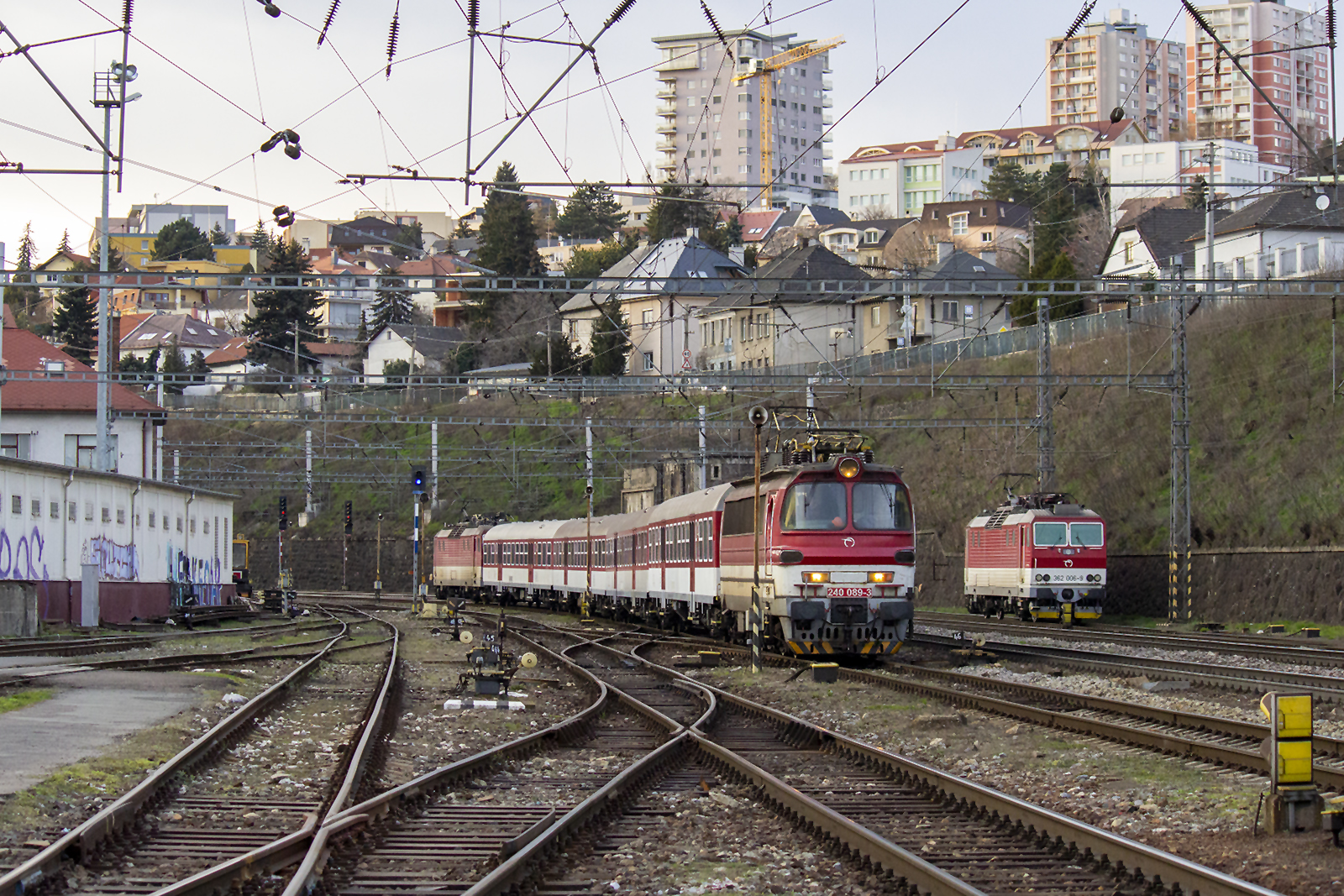 Laminatka w dżungli