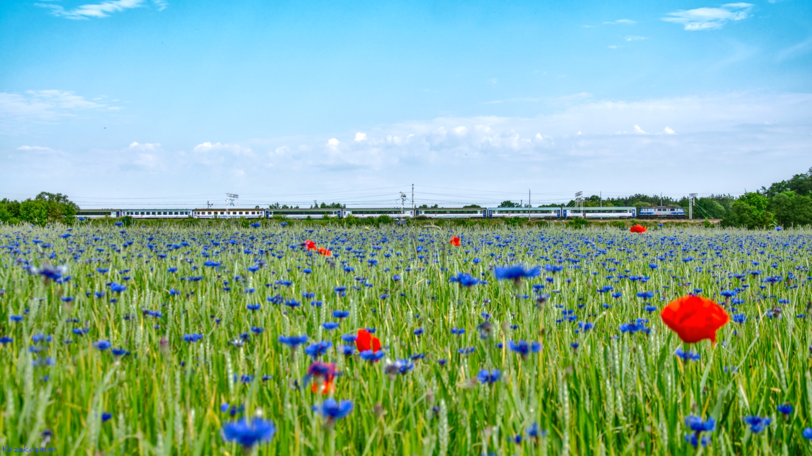 Bukiet kwiatów dla Dąbrowskiej