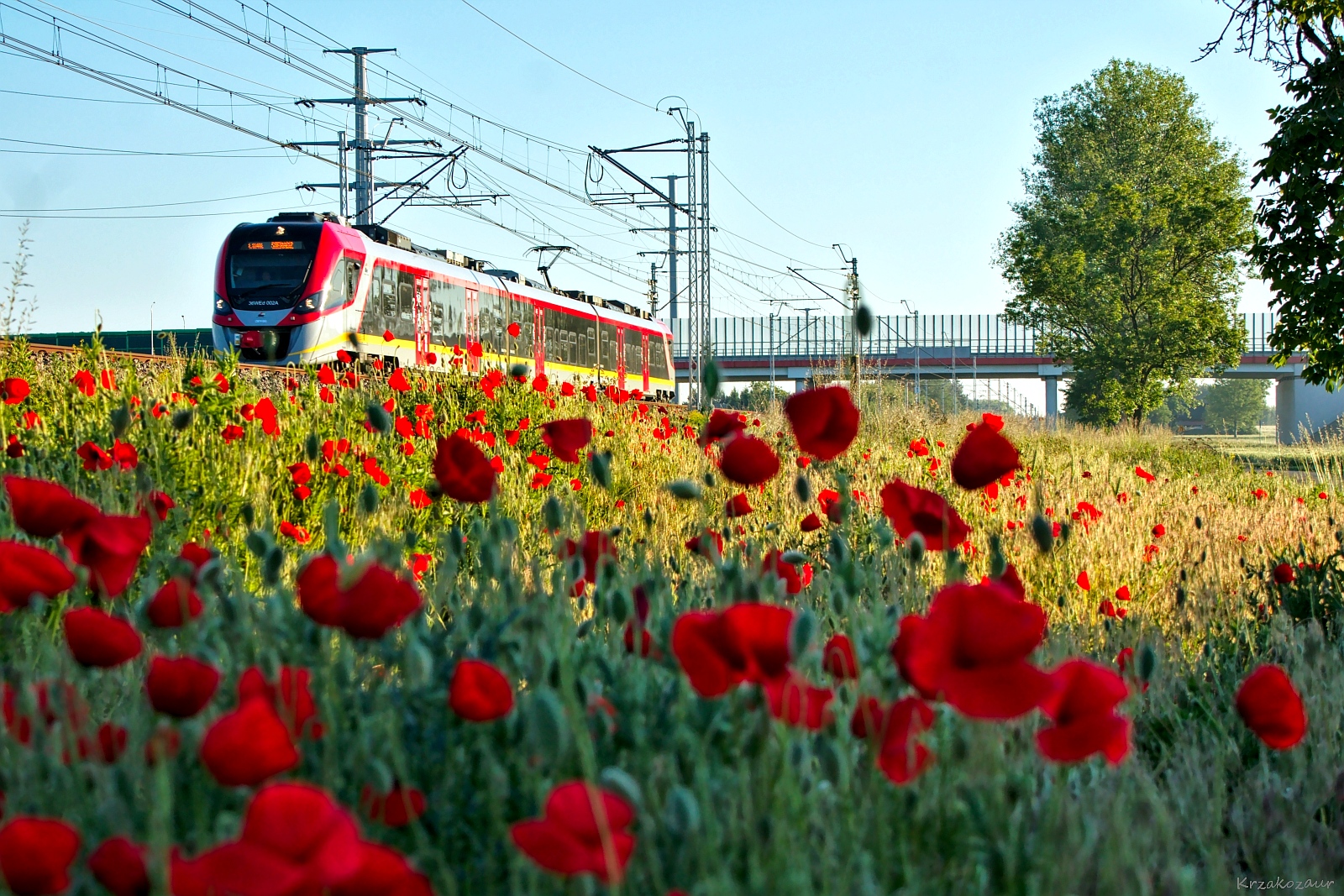 Maczki to nie krzaczki :⁠-⁠)