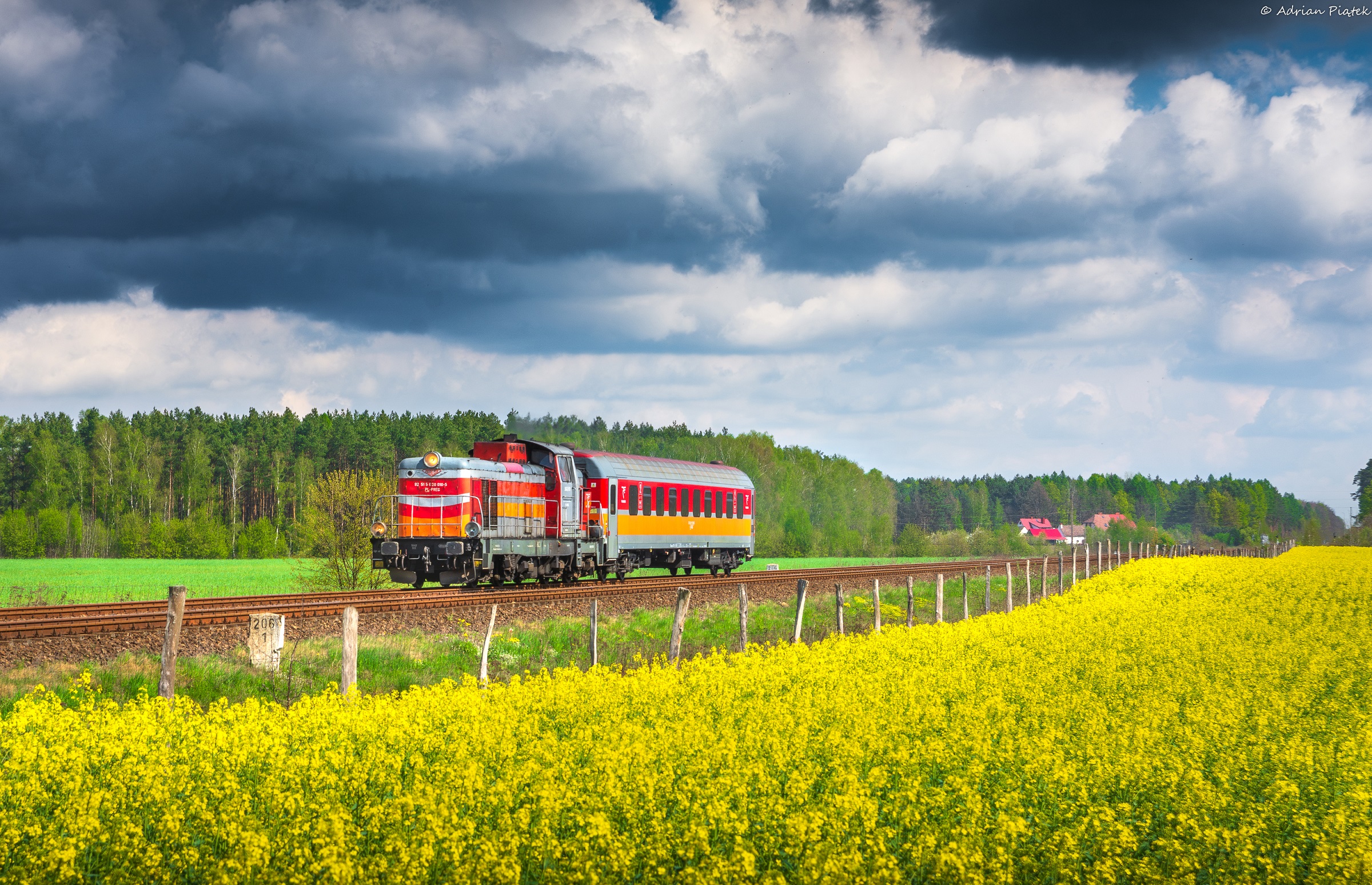 Zaszynobus w rzepaku