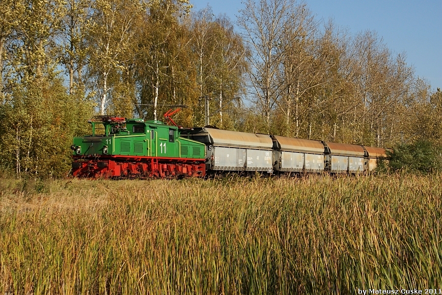 Krokodyl w trzcinach