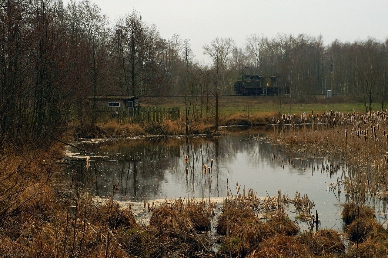 Wynurzył się z mokradeł...
