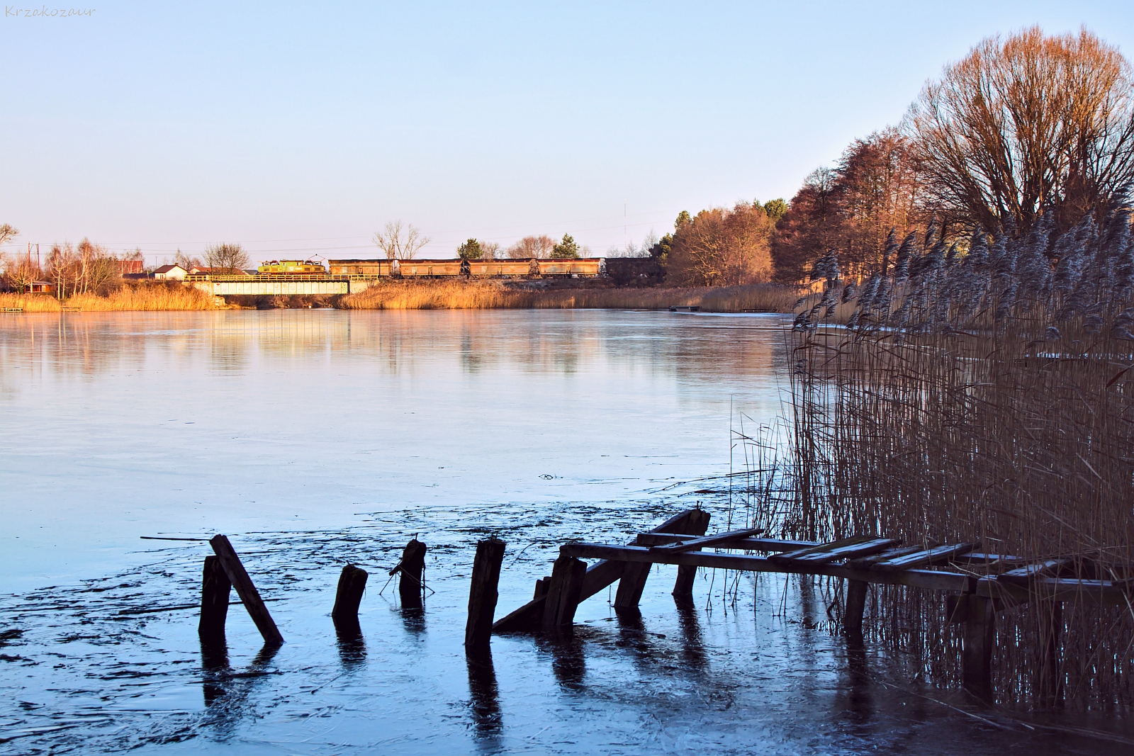 Krokodyl wyszedł na żer...