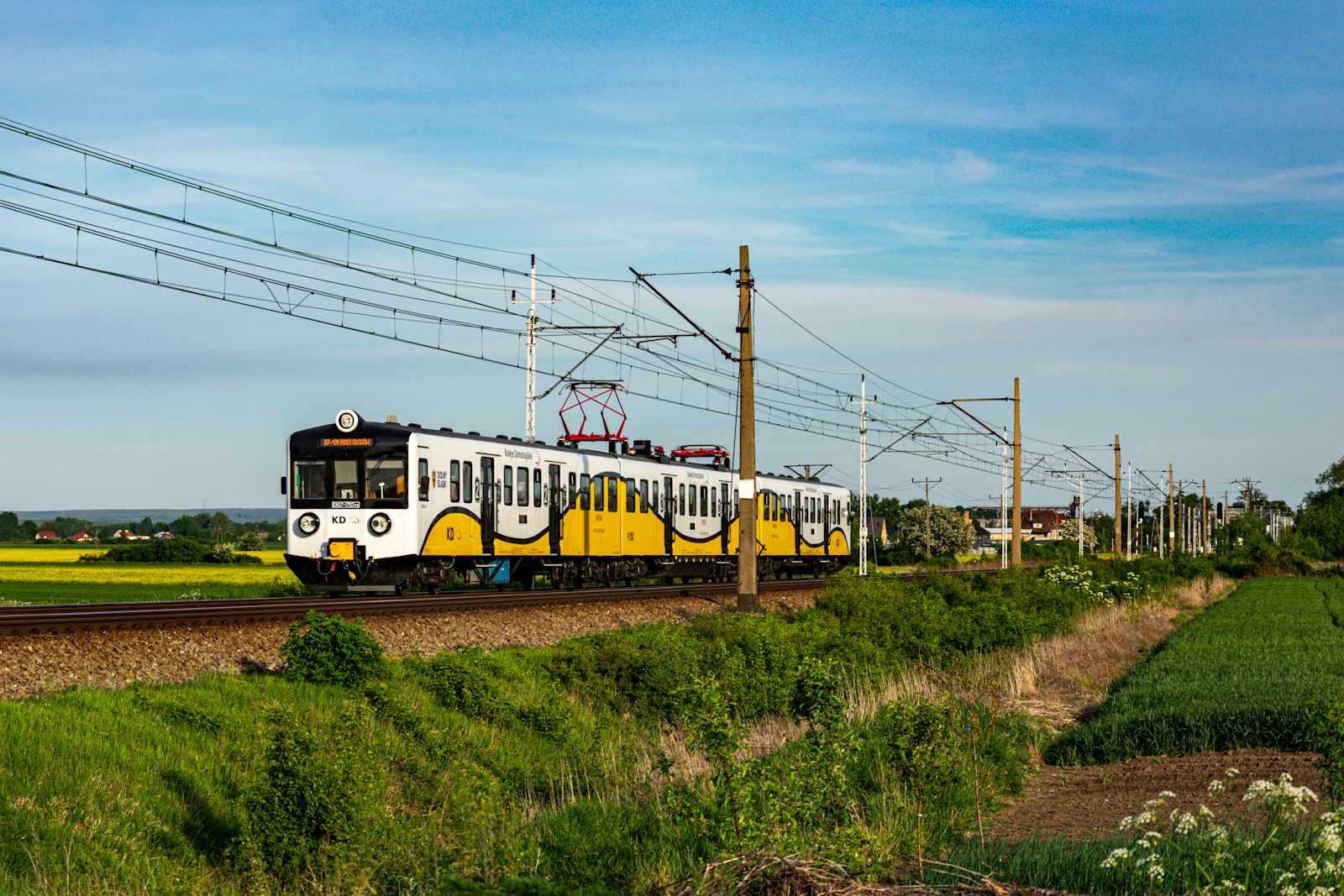 ENdolino na tle rzepaku