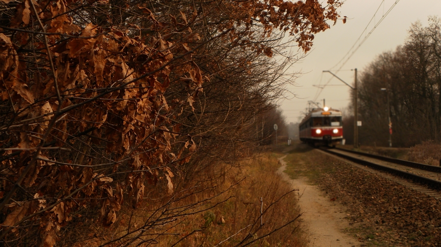 W Łagiewnikach liście już uschły