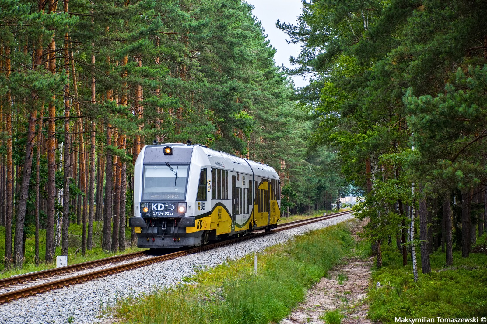 W chocianowskim lesie