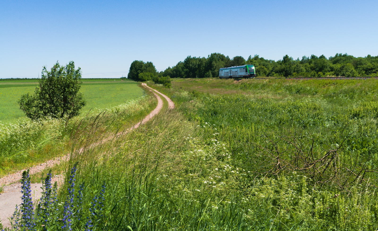 Wóz nurza się w zieloność i jak łódka brodzi...