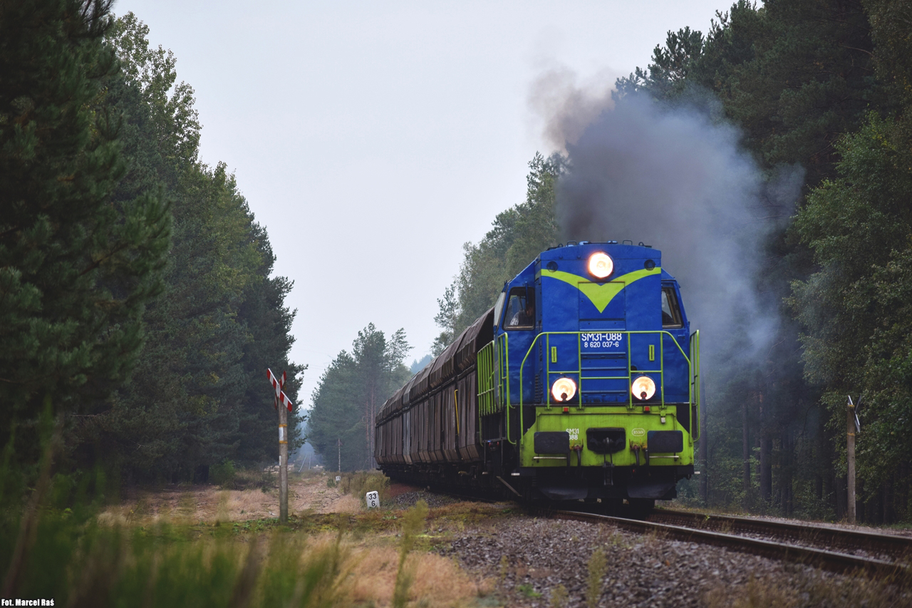 Kopciuch w środku lasu