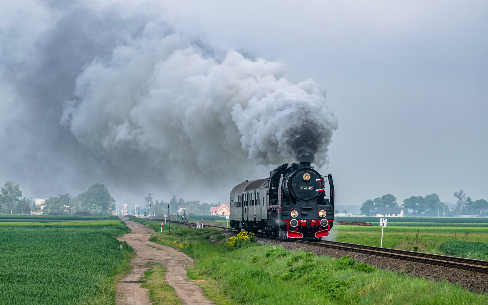 Petucha w drodze do Poznania