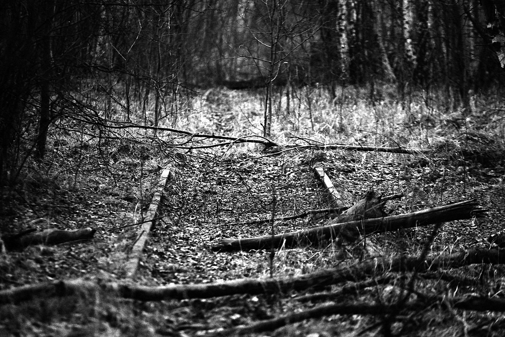 Tory w lesie III