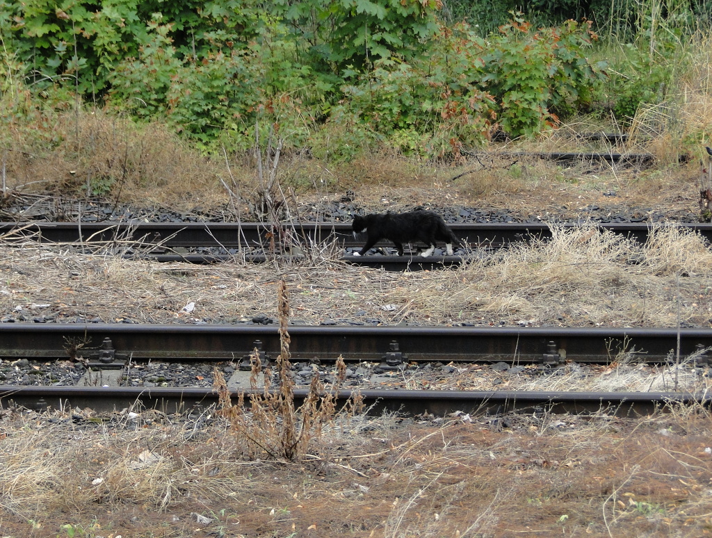 Spacer po torach Podsudeckiej...