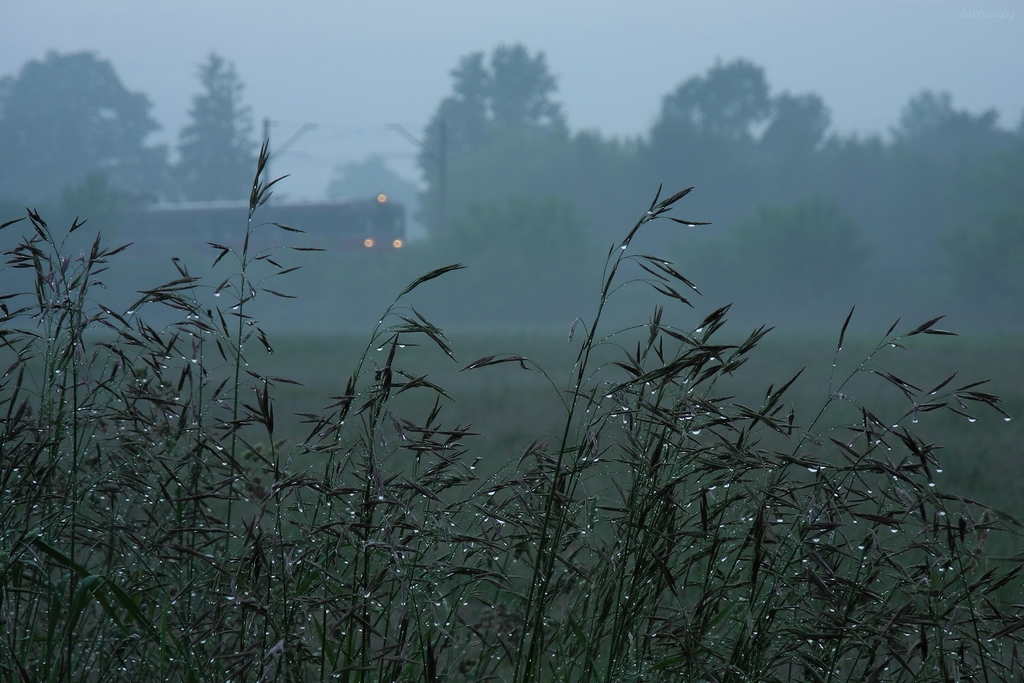 Co piszczy w trawie ?