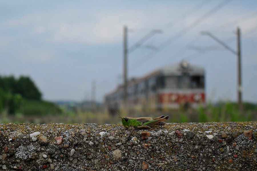 Co w trawie piszczy...?