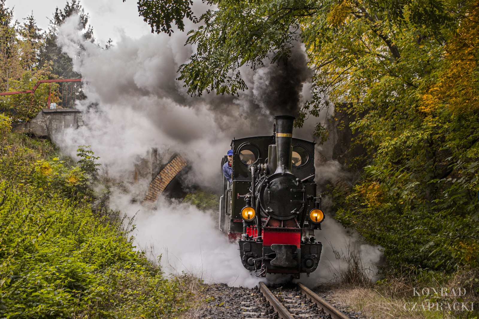 Borsuk przed snem zimowym