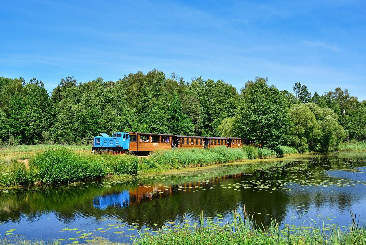 W Puszczy Białowieskej