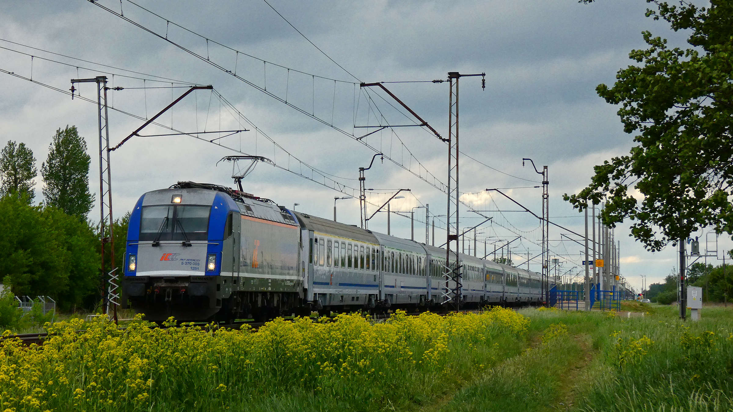Buszujący w... trawie