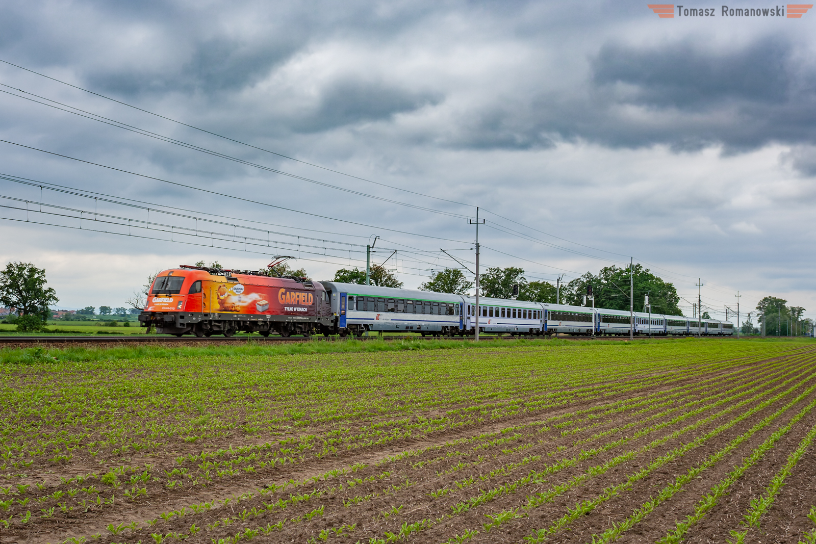 Wawel i kot z kreskówki