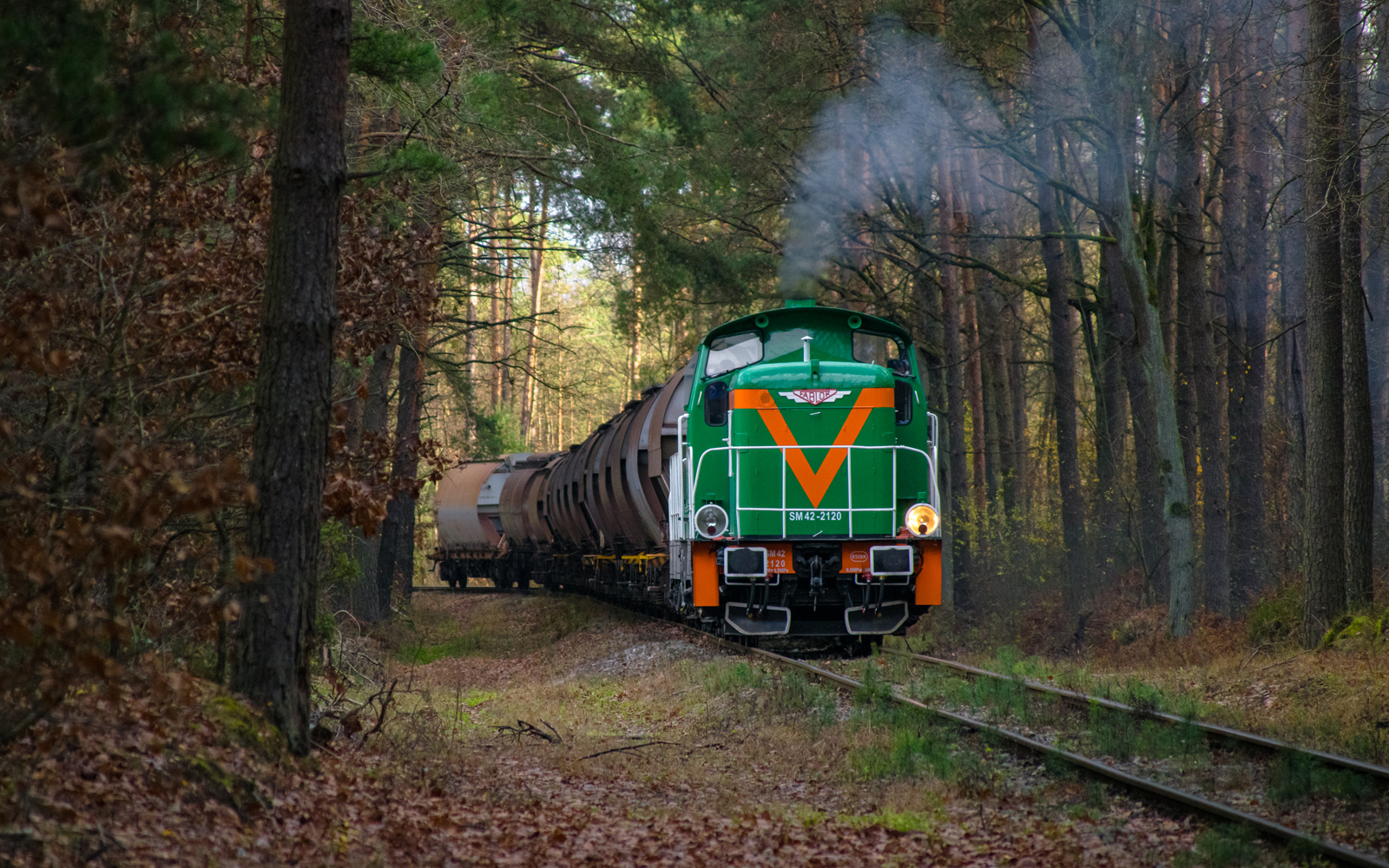 Zielona Stonka w lesie