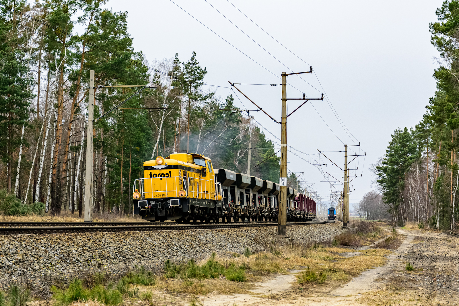 Mijanka w ponurym lesie