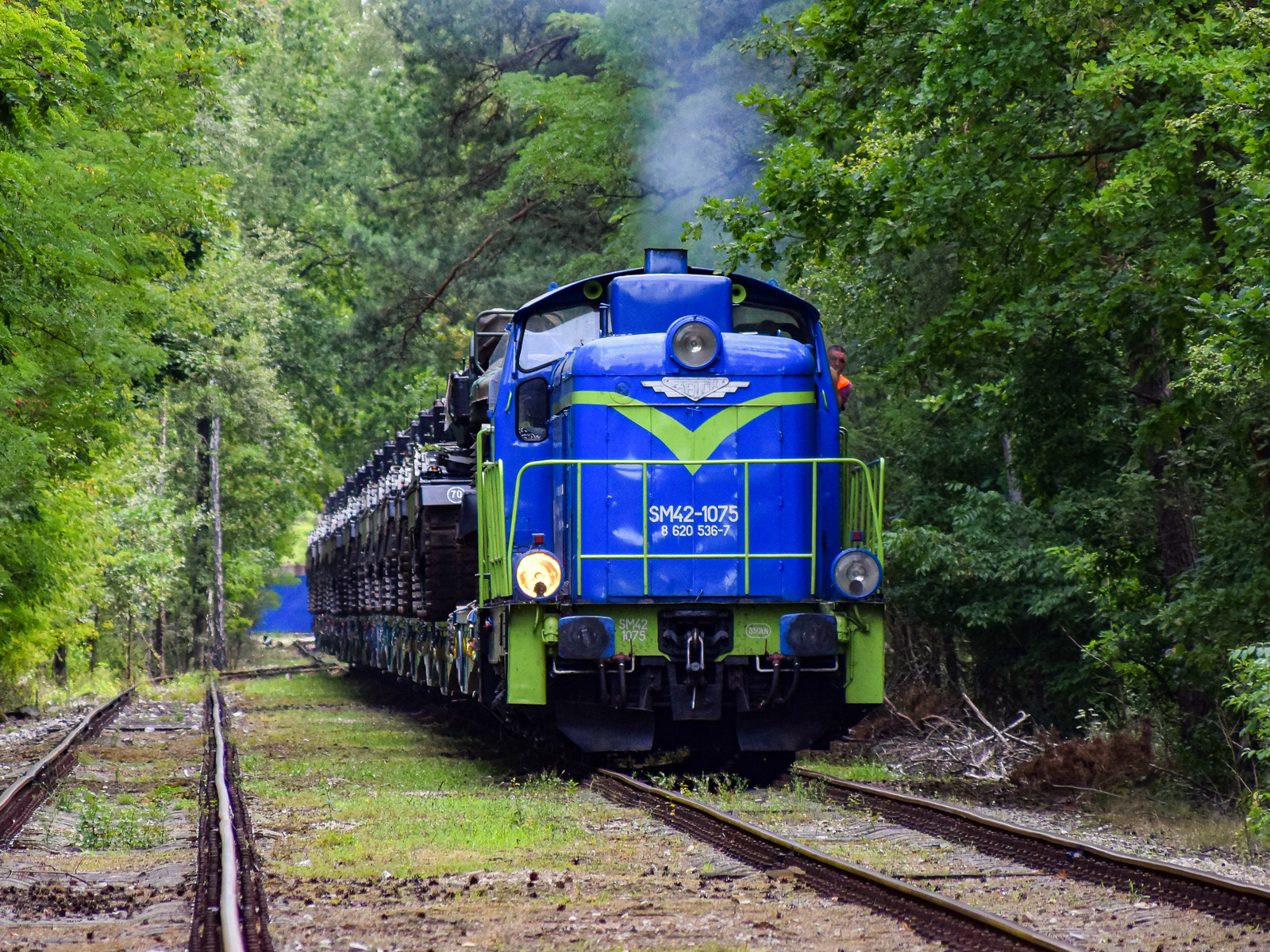 Leśna stonka z Leopardami