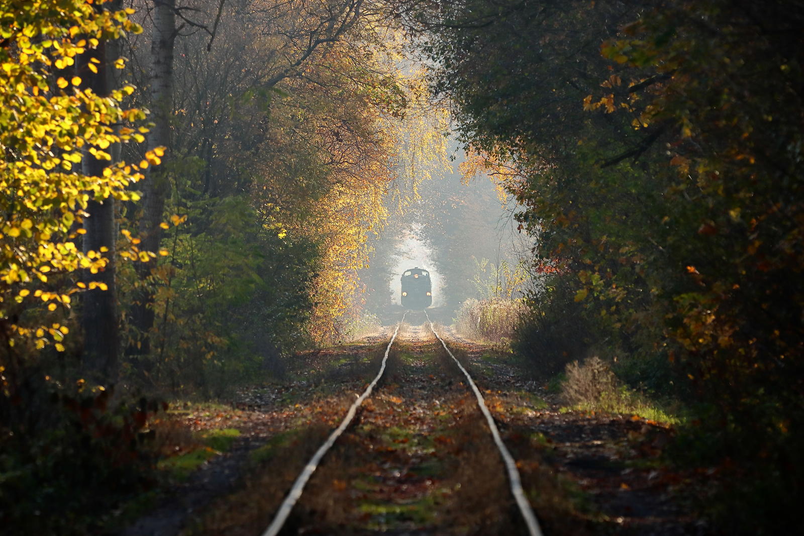 Listopadowy las i klasyczny Jazz ... :)