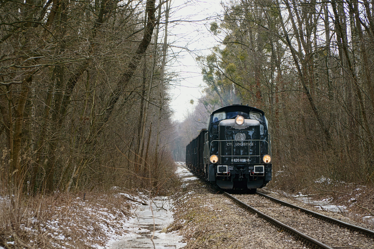 Czarna Stonka w lesie