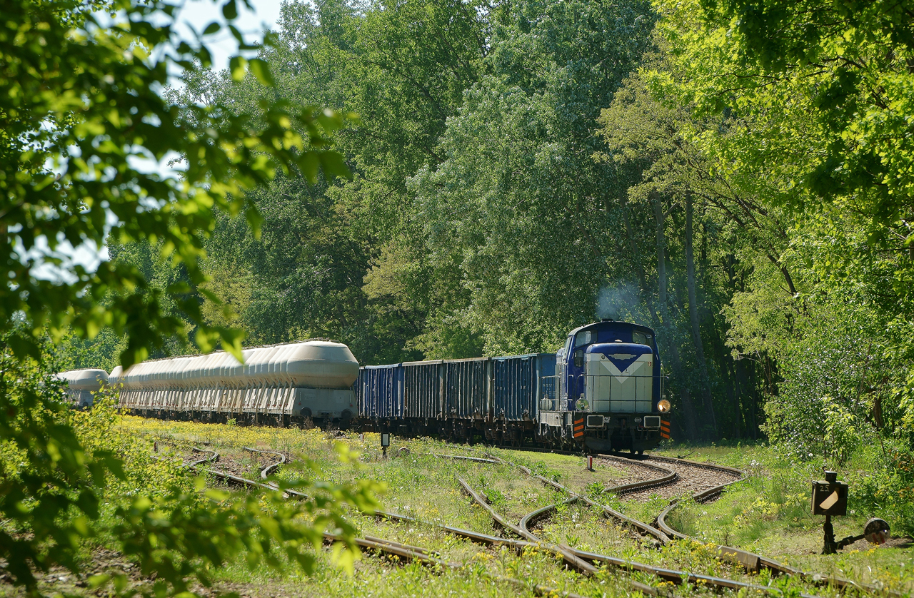 Maj, zielony las i żwir.
