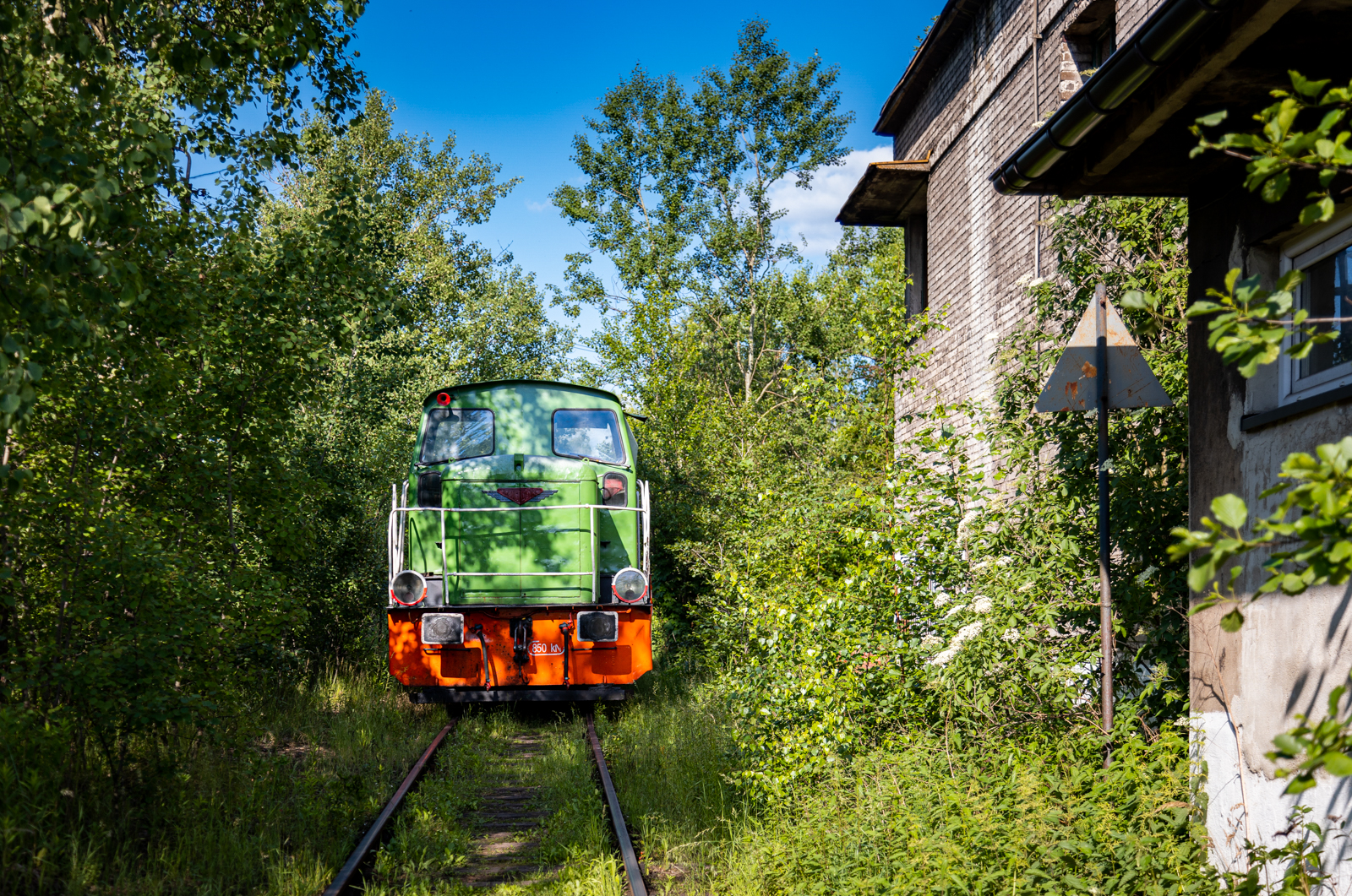 Koksownicza kaczka w krzakach