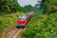 Kamieniecka dżungla