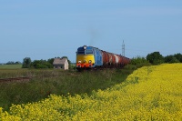 Rzepak na Młyniskach