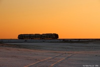 Papuga o zachodzie słońca