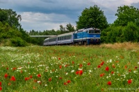 Nurek wśród maków