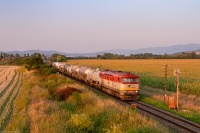 Bardotka o zachodzie słońca