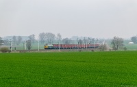 Byk na Jedwabnym Szlaku