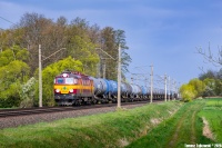 Marokańczyk