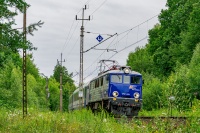 Albatros w lesie pod kształte ...