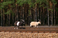 Kozy kolejowe